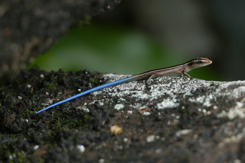 Emoia caeruleocauda observed 2018-02-14
