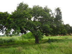 Coccoloba barbadensis