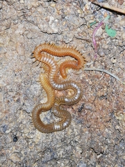 Himantariidae