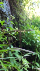 Ischaemum koleostachys