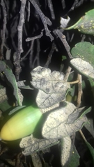 Dryomyia lichtensteinii