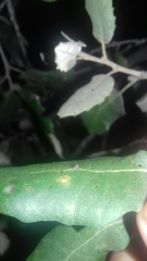 Contarinia ilicis