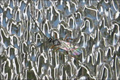 Diolcogaster perniciosa