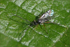 Diolcogaster perniciosa
