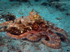 Octopus americanus