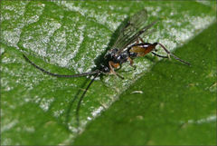 Diolcogaster perniciosa