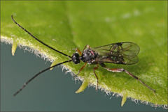Diolcogaster perniciosa