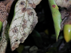Dryomyia lichtensteinii