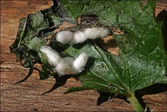 Diolcogaster perniciosa