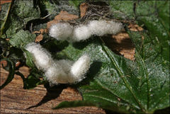 Diolcogaster perniciosa