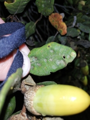 Dryomyia lichtensteinii