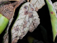 Dryomyia lichtensteinii