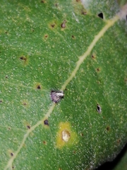 Contarinia ilicis
