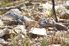 Aspidoscelis tigris tigris