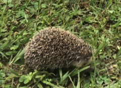 Atelerix albiventris
