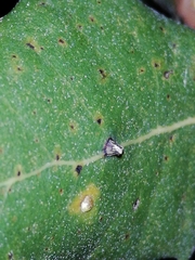 Contarinia ilicis