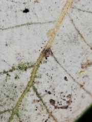 Contarinia ilicis