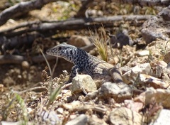 Aspidoscelis tigris tigris