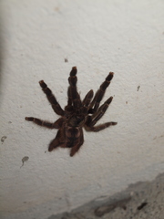 Psalmopoeinae