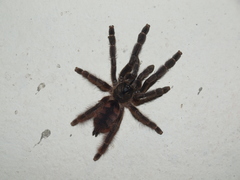 Psalmopoeinae