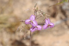 Thysanotus manglesianus