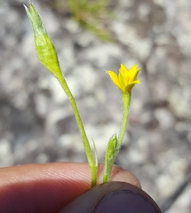 Hypoxis angustifolia