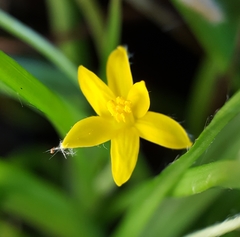 Hypoxis angustifolia