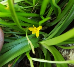 Hypoxis angustifolia