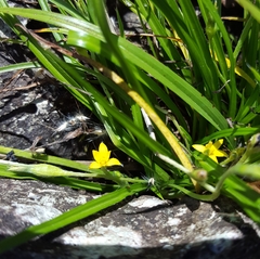 Hypoxis angustifolia