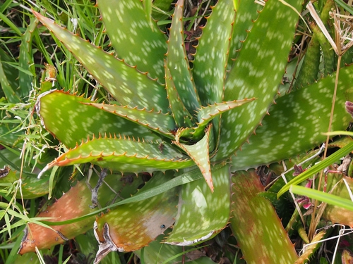 Aloe maculata