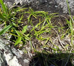 Hypoxis angustifolia