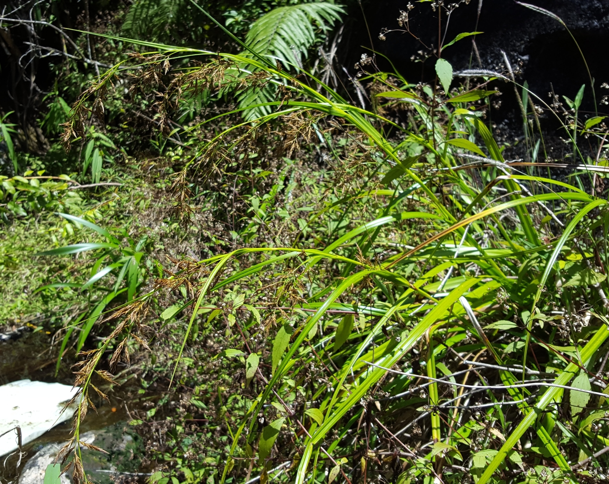 (c) François Rousseu, certains droits réservés (CC BY-NC) https://www.inaturalist.org/observations/100796689