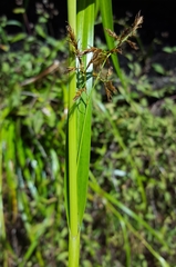 Carex ramosa