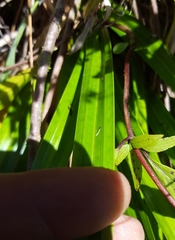 Carex ramosa