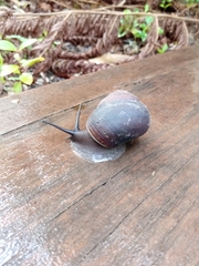 Sphaerospira fraseri