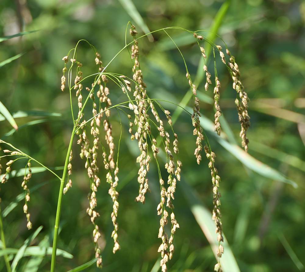 Glyceria canadensis var. canadensis