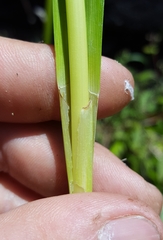 Carex ramosa