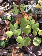 Thalictrum thalictroides