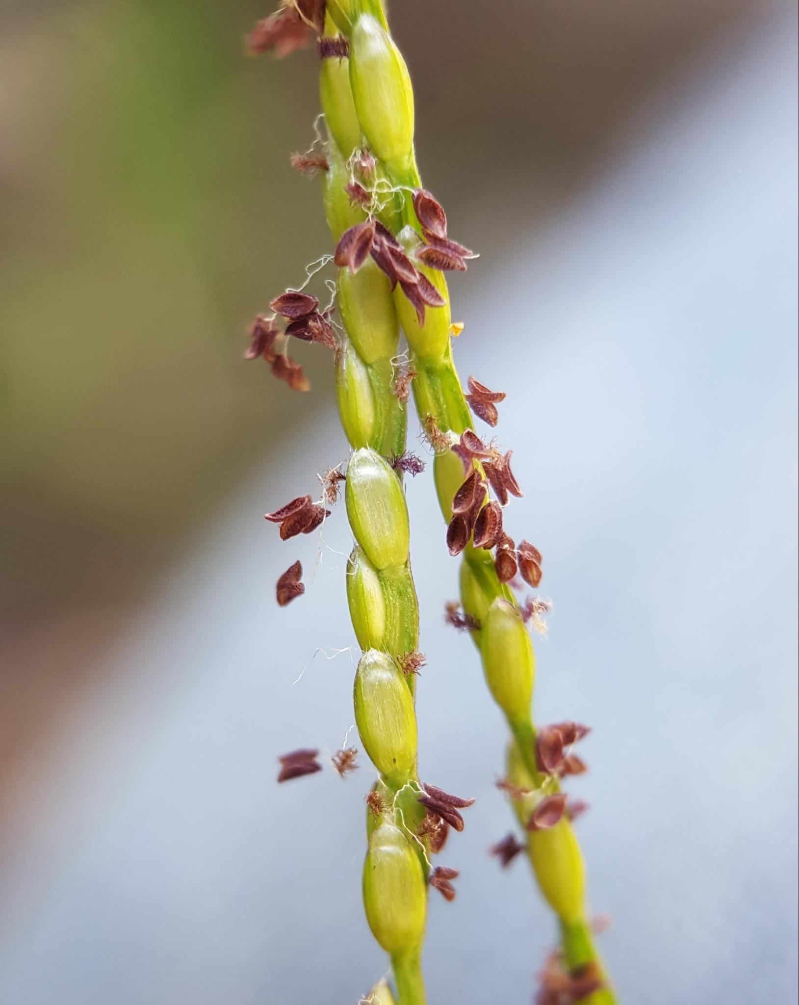 (c) François Rousseu, certains droits réservés (CC BY-NC) https://www.inaturalist.org/observations/100796783