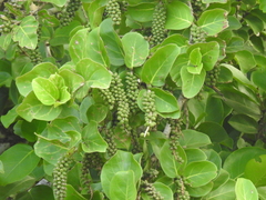 Coccoloba barbadensis