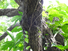 Coccoloba barbadensis