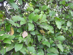 Coccoloba barbadensis
