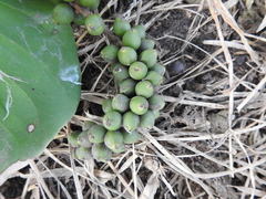 Coccoloba barbadensis