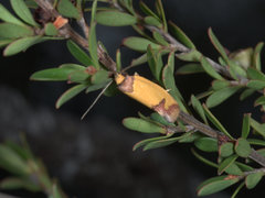 Chrysonoma tentatella