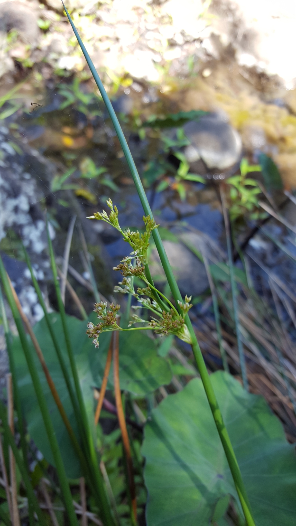 (c) François Rousseu, certains droits réservés (CC BY-NC) https://www.inaturalist.org/observations/100796846