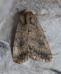 Protoperigea umbricata