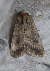 Protoperigea umbricata
