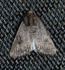 Protoperigea umbricata