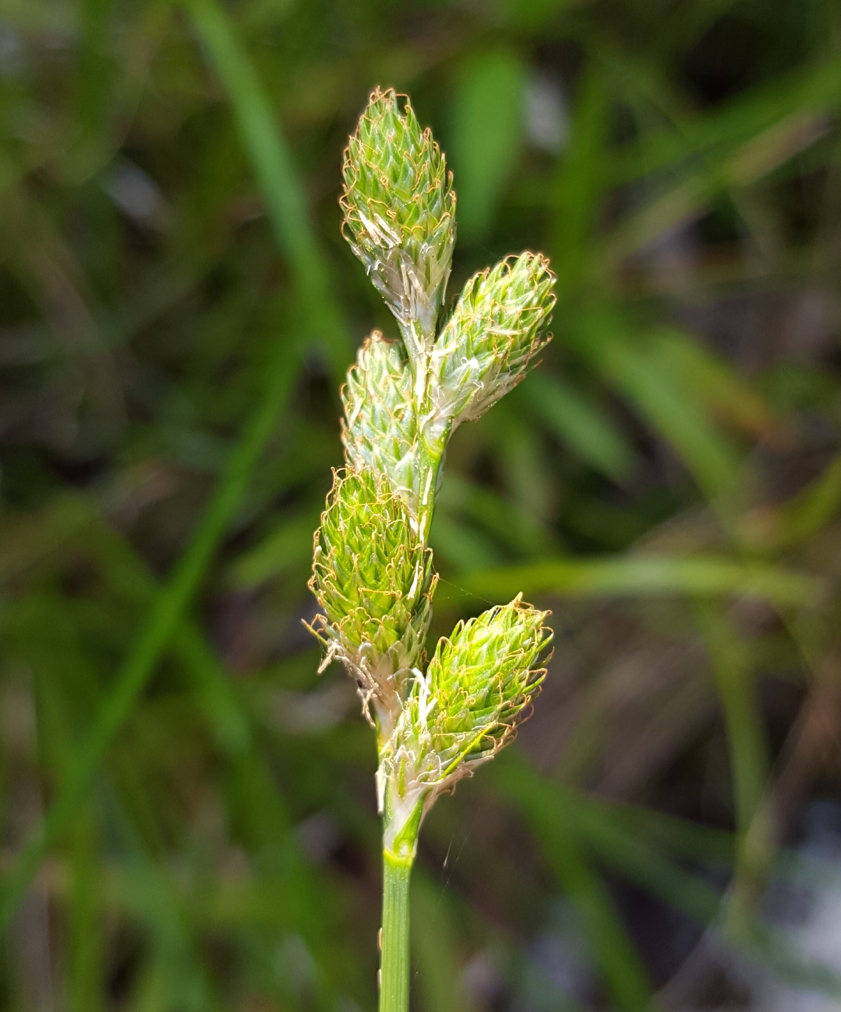 (c) François Rousseu, certains droits réservés (CC BY-NC) https://www.inaturalist.org/observations/100796900