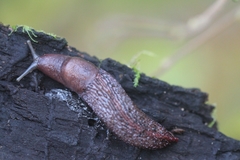 Limax dacampi